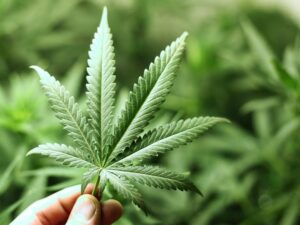 Légalisation du cannabis : quid de la tarification d’assurance?