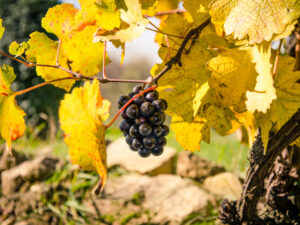 Investir en agriculture : une stratégie qui porte ses fruits, mais…