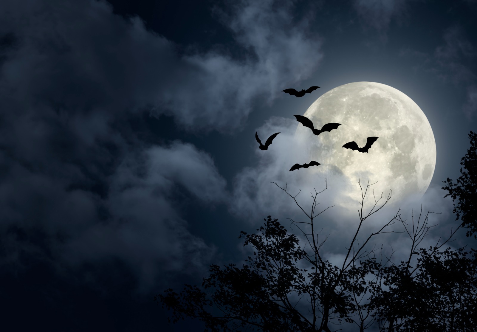 Ciel dramatique d'Halloween avec pleine lune, chauve-souris et arbres en silhouette.