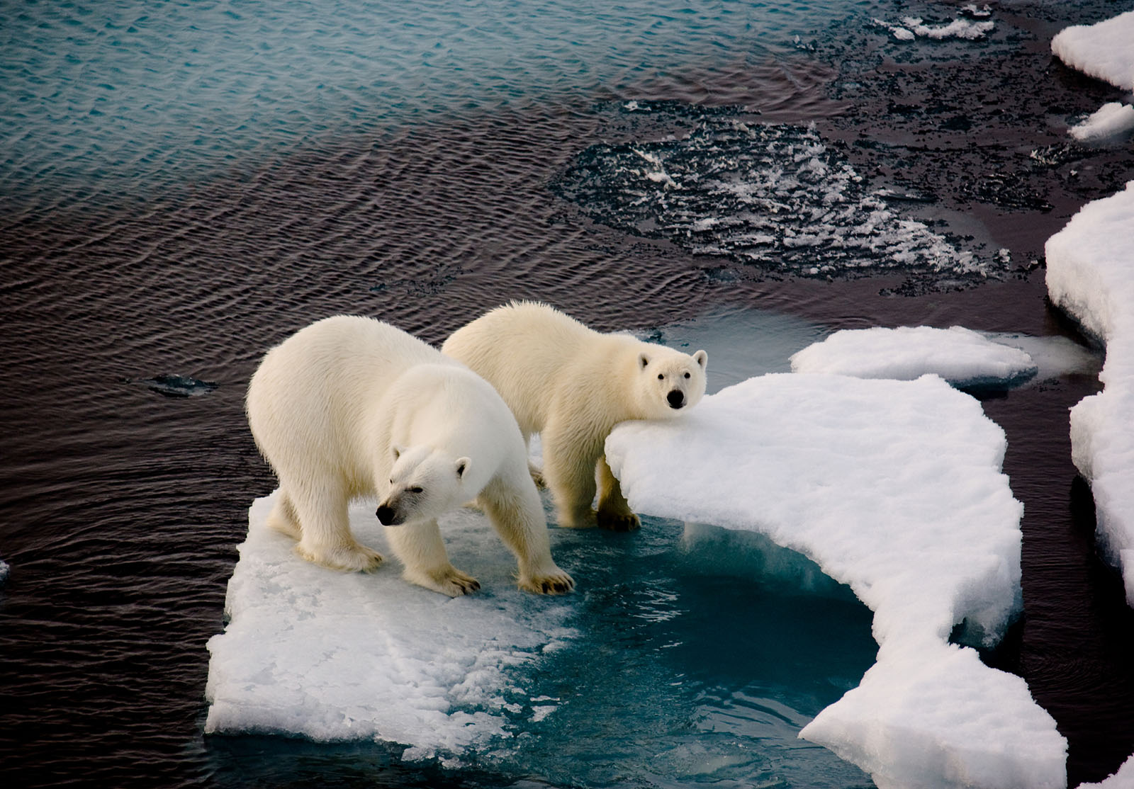 Deux ours polaires sur une petite banquise entourée d'eau. Symbole de la situation climatique dans l'Arctique. Espace de copie.