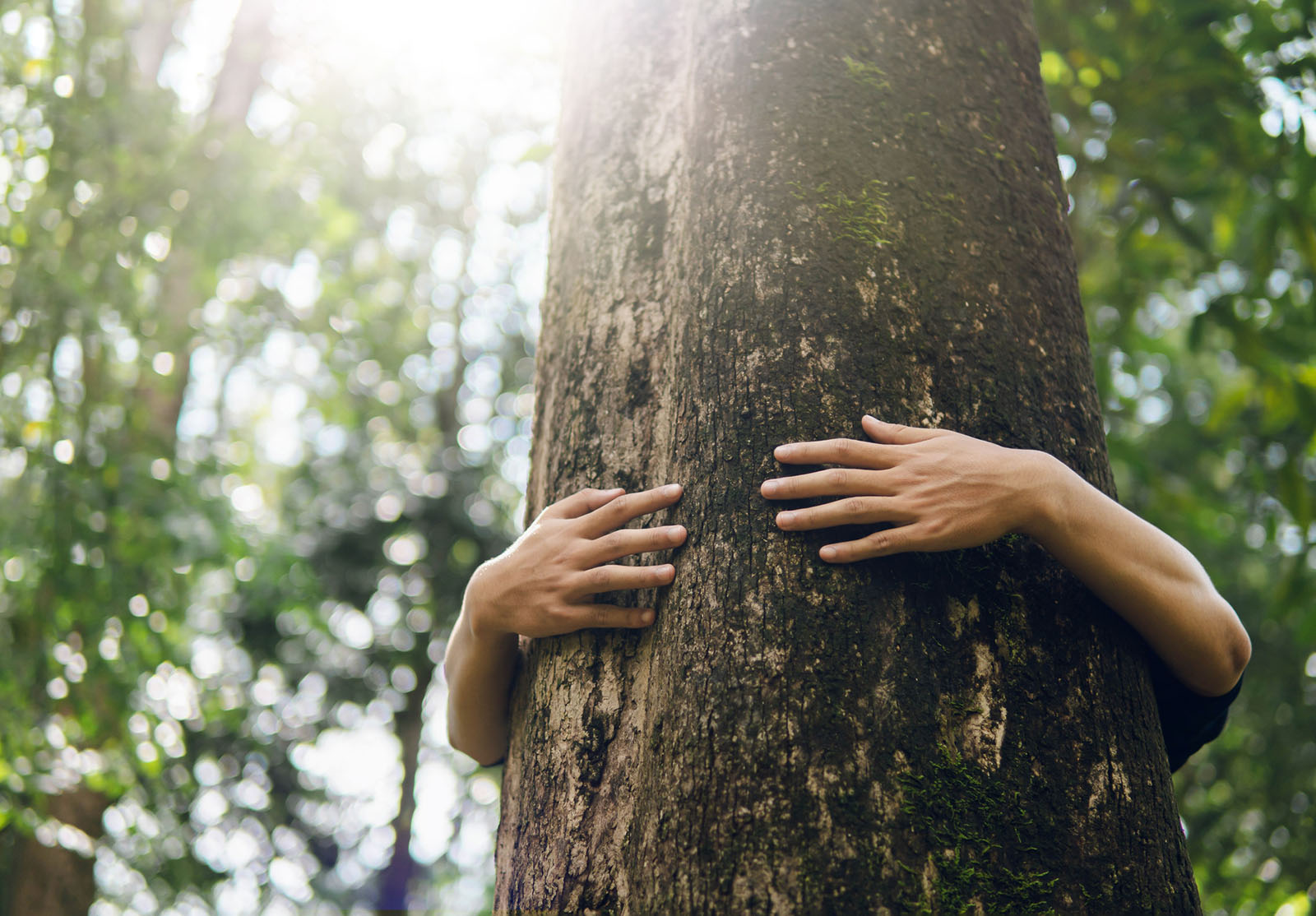 Les amoureux de la nature embrassent de grands arbres. Forêt verte à la saison des pluies Concept de conservation de la nature, de protection de l'environnement. Protection contre la déforestation ou le changement climatique